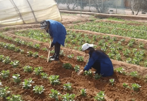 Morocco Invests $36 Million to Assist Farmers